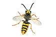 wasp