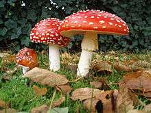 fly agaric