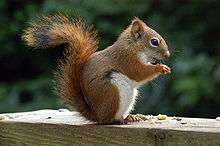 squirrel