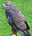 Bussard