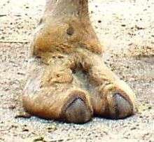 By comparison, the metatarsus of a camel