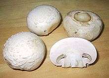 champignon