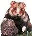 hamster