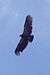 condor