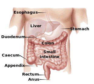 digestive tract