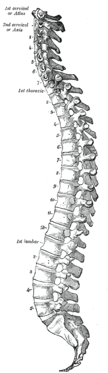 vertebral column