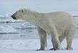 polar bear