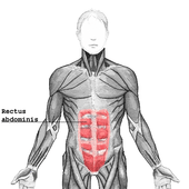 rectus abdominis muscle