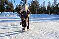 Reindeer Ukonjärvi-Inarijärvi, Finland 06.jpg