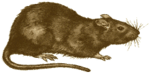 rat