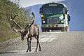 Traffic Jam in Denali.jpg